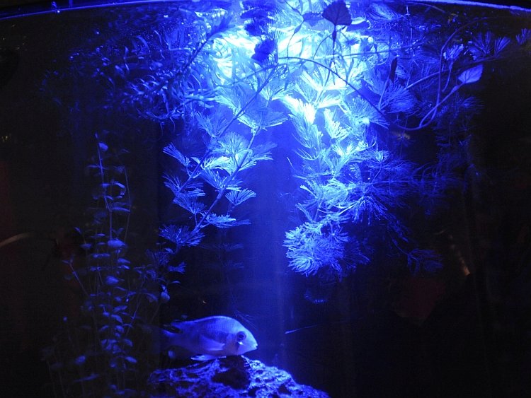 Mondlicht von 'Blau Aquaristic'