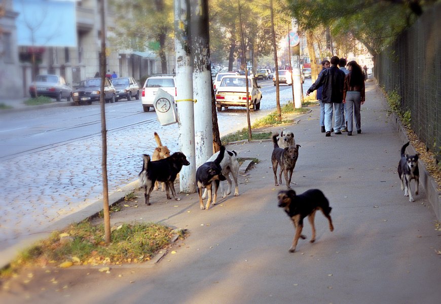 Straßenhunde in Bukarest / Rumänien
