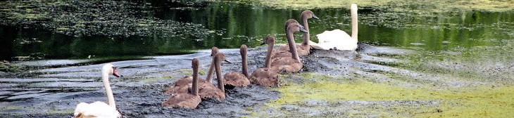 Swans in the danube delta