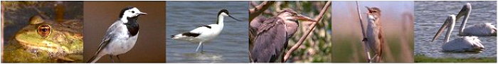 Tiere im Donaudelta